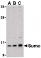 SUMO1 / SMT3 Antibody (N-Terminus)